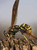 Paper Wasp Photographic Print by Jeff Daly