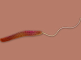 (Vibrio Cholerae) the Bacterial Pathogen That Causes Cholera in Humans, EM Photographic Print by Hans Ackermann