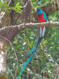 Resplendent Quetzal, Costa Rica Photographie par Glenn Bartley