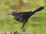 Grackle, Costa Rica Photographie par Glenn Bartley