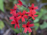 Fire Pink (Silene Virginica), Great Smoky Mountains National Park,  Family Caryophyllaceae Photographic Print by Gerald & Buff Corsi