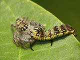 Jumping Spider with Prey Photographic Print by Tan Chuan-Yean