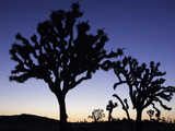 Joshua Trees Silhouetted at Dusk in Joshua Tree National Park, California, USA Photographic Print by David Cobb