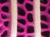 Butterfly Wing, SEM X56,459 Photographic Print by Kenneth Bart