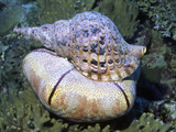 Triton Trumpet Eating a Sea Star, Fiji Photographic Print by Hal Beral