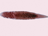 Chinese Liver Fluke (Clonorchis Sinensis), LM X2 Photographic Print by Robert Calentine
