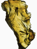 Amber with Mosquitoes Trapped in Tree Sap Photographic Print by Jeff Daly