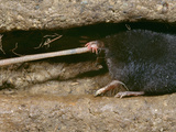 Star-Nosed Mole (Condylura Cristata) Eating a Worm Photographic Print by Ken Catania