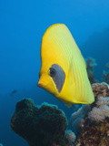 Masked Butterflyfish, Chaetodon Semilarvatus, Elphinestone Reef, Red Sea, Egypt Photographic Print by Reinhard Dirscherl