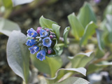 Oysterleaf (Mertensia Maritima), Glacier Bay National Park, Alaska, USA Photographic Print by Gerald & Buff Corsi