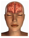 Biomedical Illustration of the Human Brain in Frontal View Superimposed on a Female Head Giclee Print by Scott Camazine