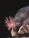 Star-Nosed Mole (Condylura Cristata) Inside Tunnel Photographic Print by Ken Catania