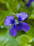Marsh Blue Violet (Violcucullata) Photographic Print by Gerald & Buff Corsi