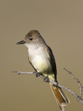 Ash-Throated Flycatcher (Myiarchus Cinerascens), Big Bend National Park, Texas, USA Photographic Print by John Abbott