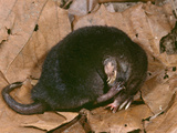 Star-Nosed Mole (Condylura Cristata) Sleeping Photographic Print by Ken Catania