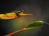 Praying Mantis on a Heliconia Flower, Costa Rica Lámina fotográfica por Gregory Basco