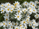 Fachine Flowers (Chiliotrichum Diffusum), Tierra Del Fuego National Park, Argentina, Asteraceae Photographic Print by Gerald & Buff Corsi