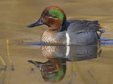 Green-Winged Teal (Anas Crecca) in Victoria, British Columbia, Canada Photographic Print by Glenn Bartley
