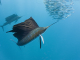 Atlantic Sailfish Hunting Sardines (Istiophorus Albicans), Isla Mujeres, Yucatan Peninsula Sea Photographic Print by Reinhard Dirscherl