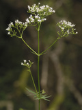 Common Valerian (Valeriana Officinalis), Scotland, UK Photographic Print by Gary Cook