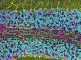 Cerebellum Purkinje Cells, DNA, and Neuofilaments, 2-Photon Microscopy Photographic Print by Thomas Deerinck