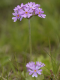 Bird's-Eye Primrose Flower (Primula Farinosa), Tyrol, Austria Photographie par Gary Cook
