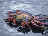 Sally Lightfoot Crab Feeding at the Waters Edge, Santiago, Galapagos Islands, Ecuador Photographic Print by Gary Cook