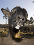 Domestic Goat (Capra Hircus) Looking over a Fence Photographic Print by Reinhard Dirscherl