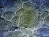 Fish Skin, SEM Photographic Print by Wolf Fahrenbach