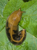 Banana Slug on Leaf, Ariolimax Columbianusn Gulch State Park Photographic Print by Gerald & Buff Corsi