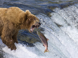 Grizzly Bear (Ursus Arctos) Fishing for Red Salmon (Oncorhynchus Nerka) at the Falls Photographic Print by Patrick Endres