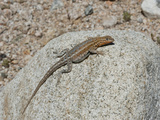 Male Side-Blotched Lizard Sunning (Uta Stansburiana), Joshua Tree National Park, Mojave Desert Photographie par Buff & Gerald Corsi