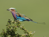 Lilac-Breasted Roller, Coracias Caudata, Serengeti National Park, Tanzania, Africa Photographie par Gerald & Buff Corsi