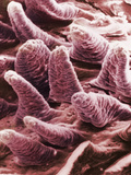 Intestinal Villi, SEM Fotografie-Druck von Donald Fawcett