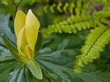 Yellow Trillium (Trilleum Luteum) Great Smoky Mountains Np Photographic Print by Gerald & Buff Corsi