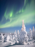 Aurora Borealis or Northern Lights over a Snow-Loaded Boreal Taigforest of Black Spruce Trees Photographic Print by Patrick Endres