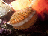 Giant Rock Scallop (Crassadoma Gigantea) Photographic Print by Buff & Gerald Corsi