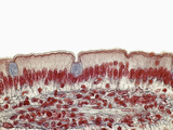 Intestine Simple Columnar Epithelium, LM Fotografie-Druck von Donald Fawcett