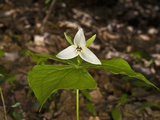Sweet White Trillium Flower (Trillium Simile), Great Smoky Mountains National Park, Tennessee, USA Photographic Print by Gerald & Buff Corsi