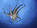 Day Octopus (Octopus Cyanea) Swimming as Seen from Below, Showing its Tentacles and Suckers Lámina fotográfica por David Fleetham Day Octopus (Octopus Cyanea) Swimming as Seen from Below, Showing its Tentacles and Suckers Lámina fotográfica por David Fleetham