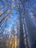 Grove of Frosty Quaking Aspen Trees (Populus Tremuloides) in the Winter Boreal Forest, Fairbanks Photographic Print by Patrick Endres