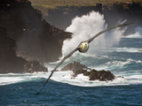Waved Albatross (Diomedea Irrorata), Galapagos Islands, Ecuador, Composite image Photographie par Gerald & Buff Corsi