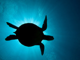 Silhouette of a Green Sea Turtle (Chelonia Mydas) Against the Sunlight Coming Through the Surface Photographic Print by David Fleetham