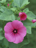 Ruby Regis Variety Mallow (Lavatera Trimestris) Flower on a Plant Showing Folded and Open Flower Photographic Print by Wally Eberhart