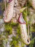 Tropical Pitcher Plants Photographic Print by Ashley Cooper