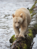 Kermode or Spirit Black Bear Variety (Ursus Americanus Kermodei) Walking on a Log Photographic Print by Cheryl Ertelt