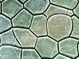 Frog Toe Pad, SEM Photographic Print by Wolf Fahrenbach