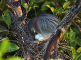 Green Heron (Butorides Virescens) with Eggs in a Nest, Florida, USA Photographic Print by John Cornell