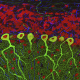 Synapses (Blue) onto Purkinje Neurons (Green) and DNA (Red), Multiphoton Fluorescence Micrograph Photographic Print by Thomas Deerinck