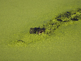 American Alligator, Alligator Mississippiensis, Peering Through Duckweed Photographic Print by John Cornell